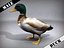 Pato