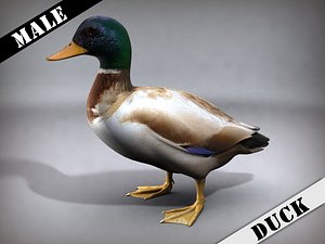 Duck