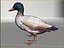 Pato