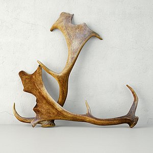 3D naturally shed fallow deer model