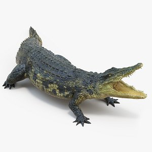 3D Crocodile with Open Mouth