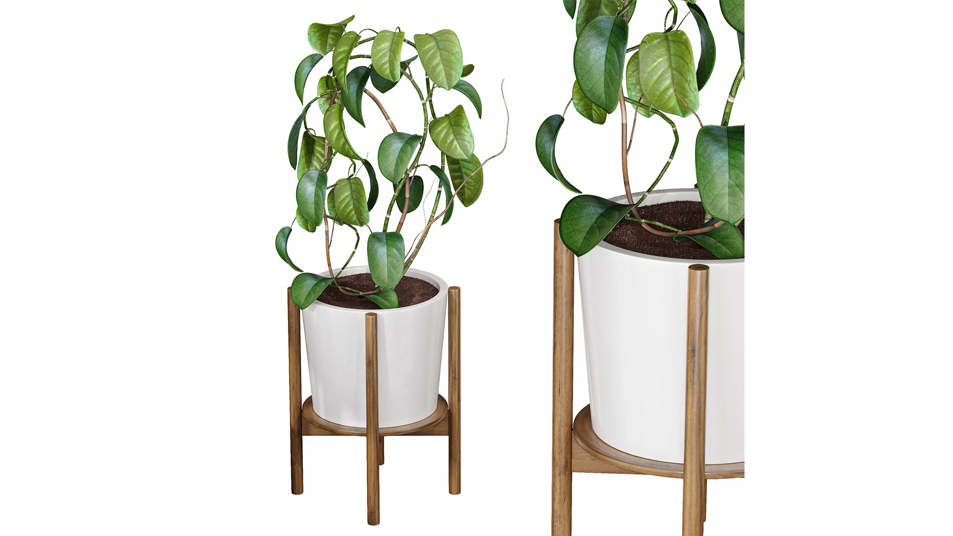 Hoya fungii lujah plant 3D model https://p.turbosquid.com/ts-thumb/ka/12Srjb/3V/z01/png/1719136122/1920x1080/fit_q87/9a810347ac8847111fa42e6c4fd2185597d5b84f/z01.jpg