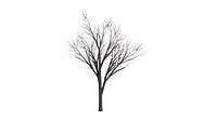 Road Tree