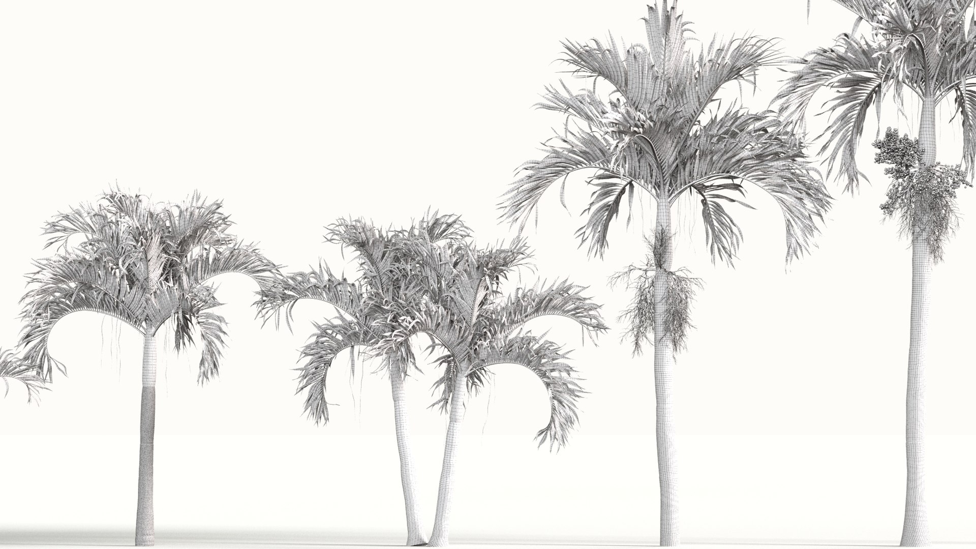 Adonidia merrillii - Manila palm 3D model 3D model https://p.turbosquid.com/ts-thumb/ka/2RZulC/6S/gd_v01_manilapalm_wire/jpg/1787715286/1920x1080/fit_q87/cc13b0c7a0ded2b0e69ce5177aa71413b0c5115a/gd_v01_manilapalm_wire.jpg