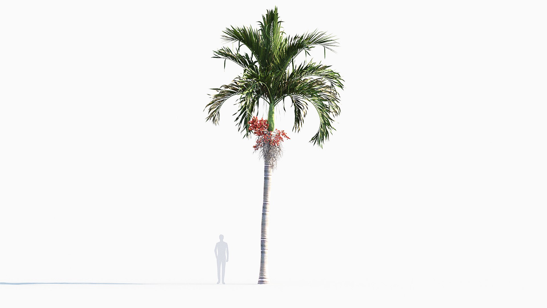 Adonidia merrillii - Manila palm 3D model 3D model https://p.turbosquid.com/ts-thumb/ka/2RZulC/Kh/gd_v01manilapalm_05/jpg/1785236728/1920x1080/fit_q87/13616f8b38fd797e521b93d4696afb00f3730214/gd_v01manilapalm_05.jpg
