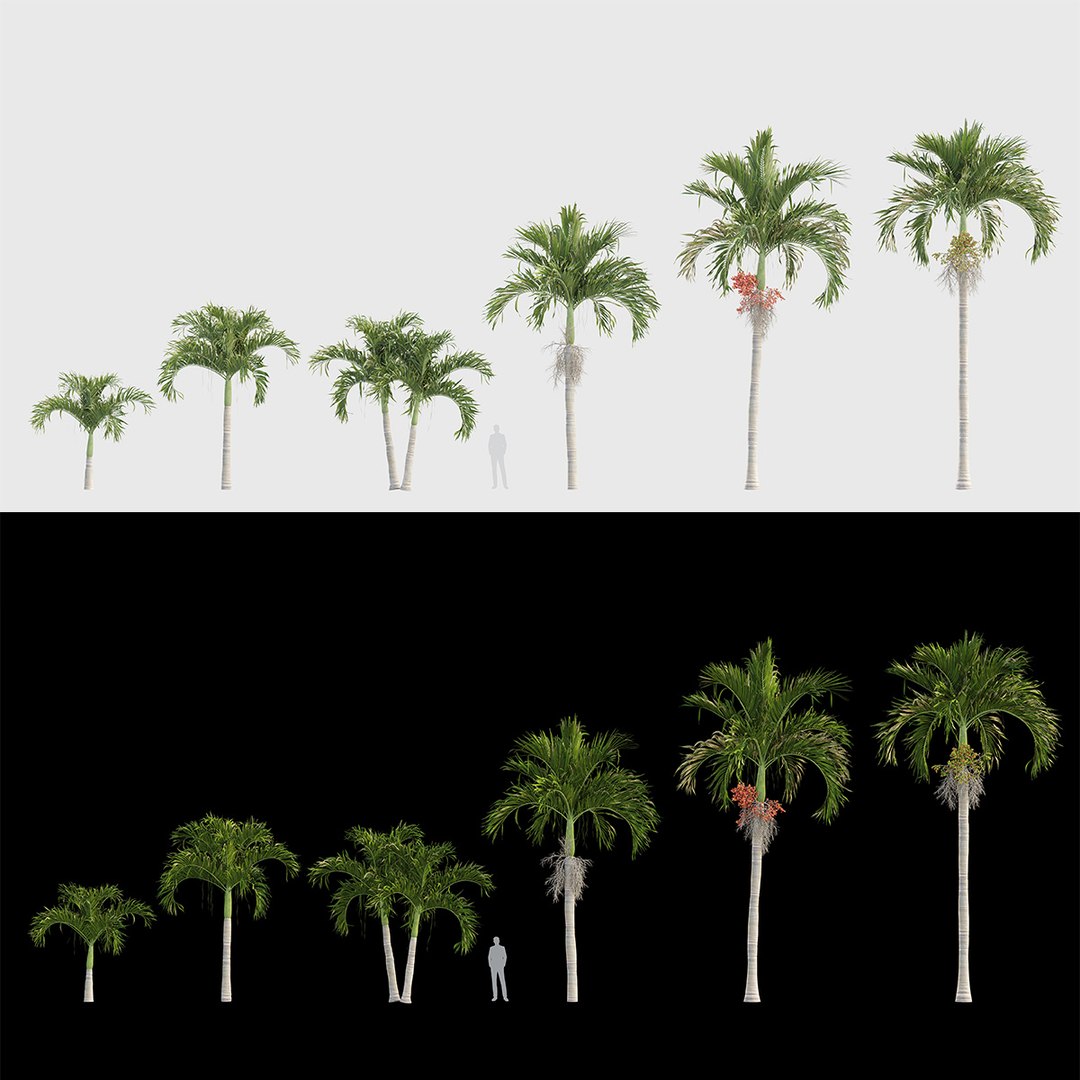 Adonidia merrillii - Manila palm 3D model 3D model https://p.turbosquid.com/ts-thumb/ka/2RZulC/ey/gd_v01_manilapalm_prv/jpg/1785236718/1920x1080/fit_q87/2b0a98c1b14d78665ce035693e3fefbc4debf353/gd_v01_manilapalm_prv.jpg