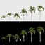 Adonidia merrillii - Manila palm 3D model