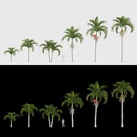 Adonidia merrillii - Manila palm 3D model