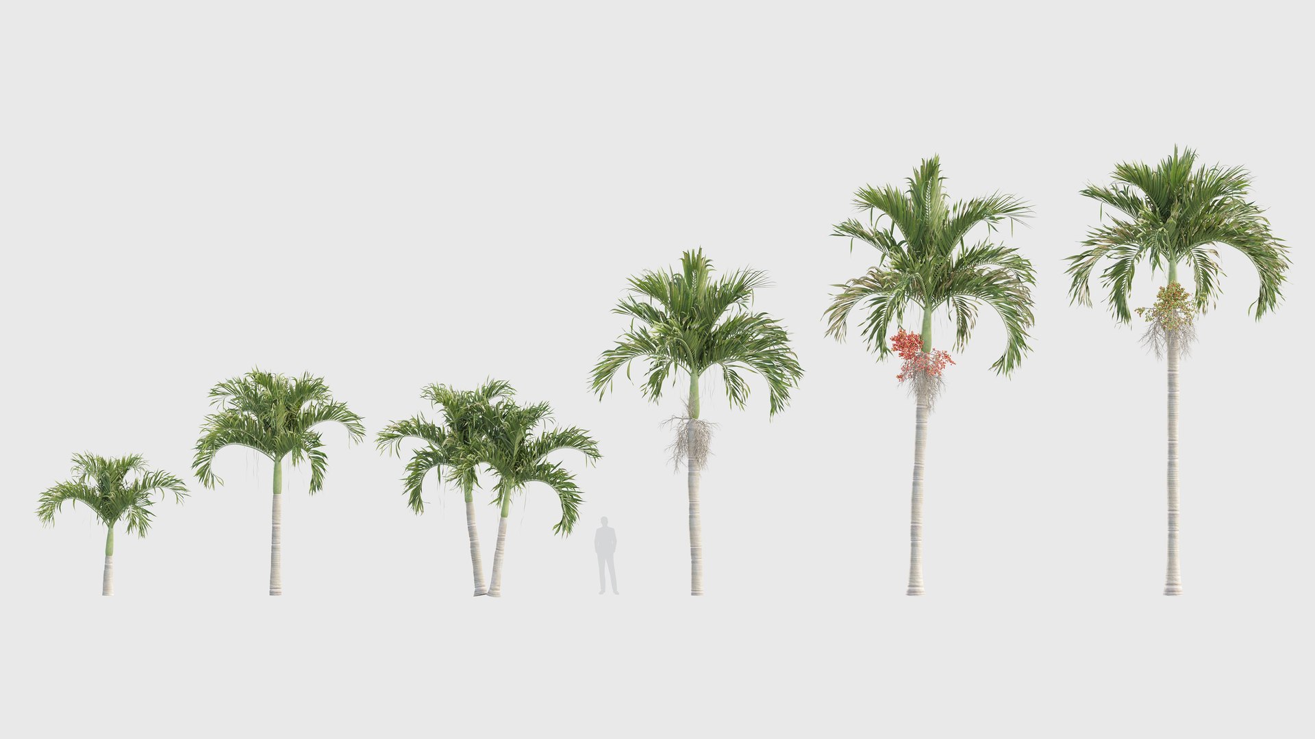 Adonidia merrillii - Manila palm 3D model 3D model https://p.turbosquid.com/ts-thumb/ka/2RZulC/gc/gd_v01manilapalm/jpg/1785236722/1920x1080/fit_q87/db74657444610769bfe8414f2a9f0783cb1706db/gd_v01manilapalm.jpg