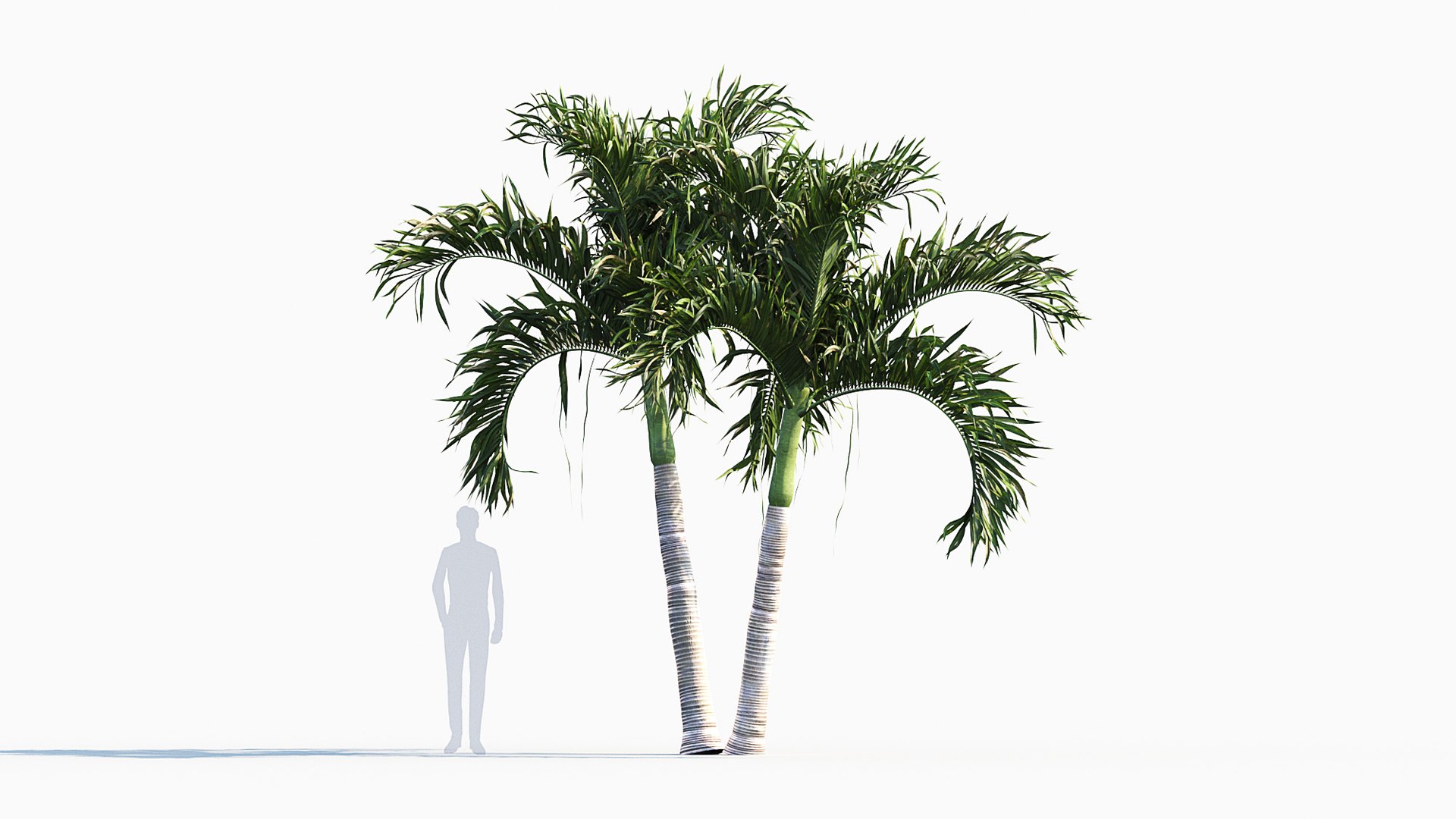 Adonidia merrillii - Manila palm 3D model 3D model https://p.turbosquid.com/ts-thumb/ka/2RZulC/iF/gd_v01manilapalm_03/jpg/1785236724/1920x1080/fit_q87/5b958ff864d40bd51a90d5a8d643ec7b20f968ce/gd_v01manilapalm_03.jpg