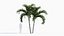 Adonidia merrillii - Manila palm 3D model