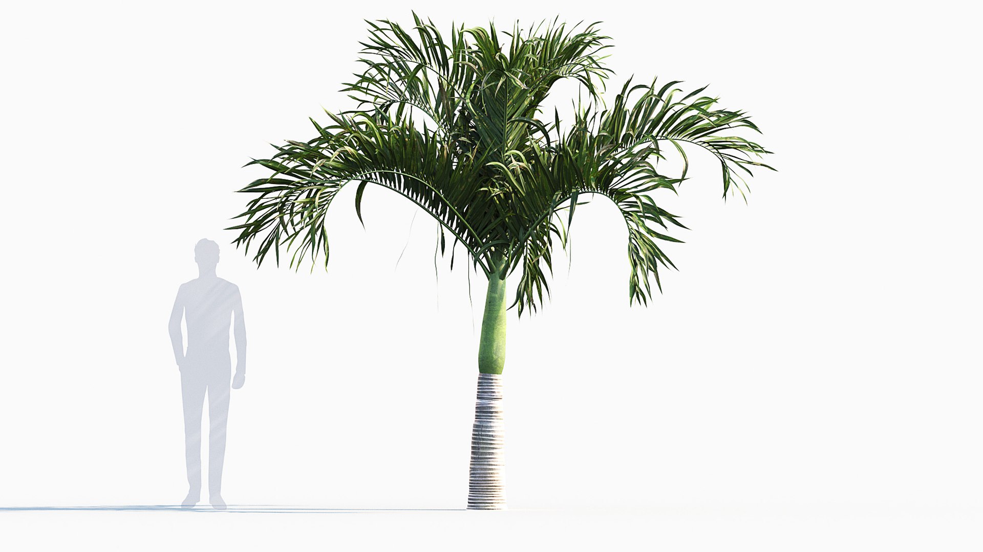 Adonidia merrillii - Manila palm 3D model 3D model https://p.turbosquid.com/ts-thumb/ka/2RZulC/jP/gd_v01manilapalm_01/jpg/1785236722/1920x1080/fit_q87/2654e2423d948a0ea00b06f11f18a6741cf0d366/gd_v01manilapalm_01.jpg