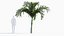 Adonidia merrillii - Manila palm 3D model