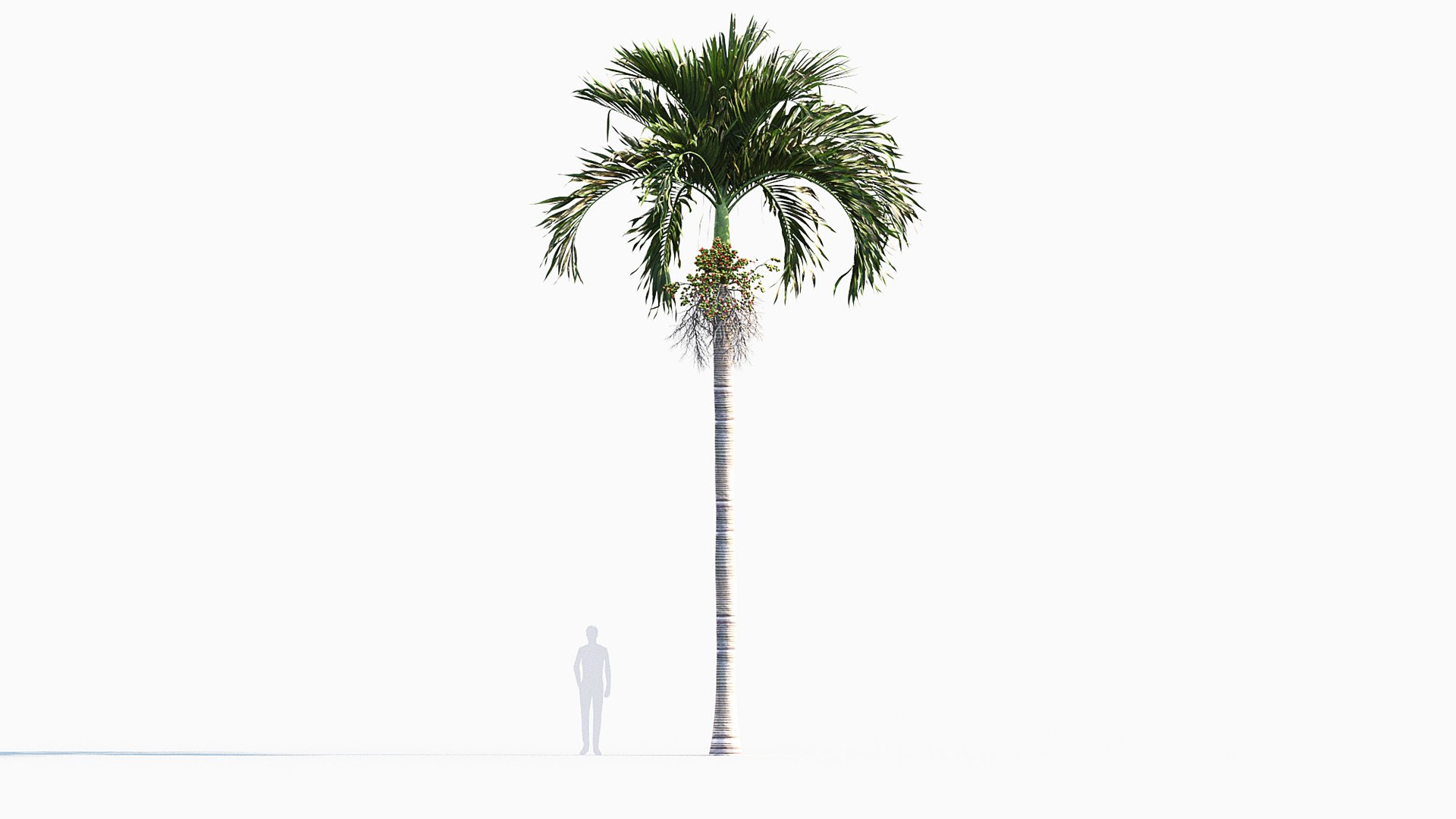 Adonidia merrillii - Manila palm 3D model 3D model https://p.turbosquid.com/ts-thumb/ka/2RZulC/pG/gd_v01manilapalm_06/jpg/1785236719/1920x1080/fit_q87/2e02d3863455d01dc6856429b6818eb1a8335830/gd_v01manilapalm_06.jpg