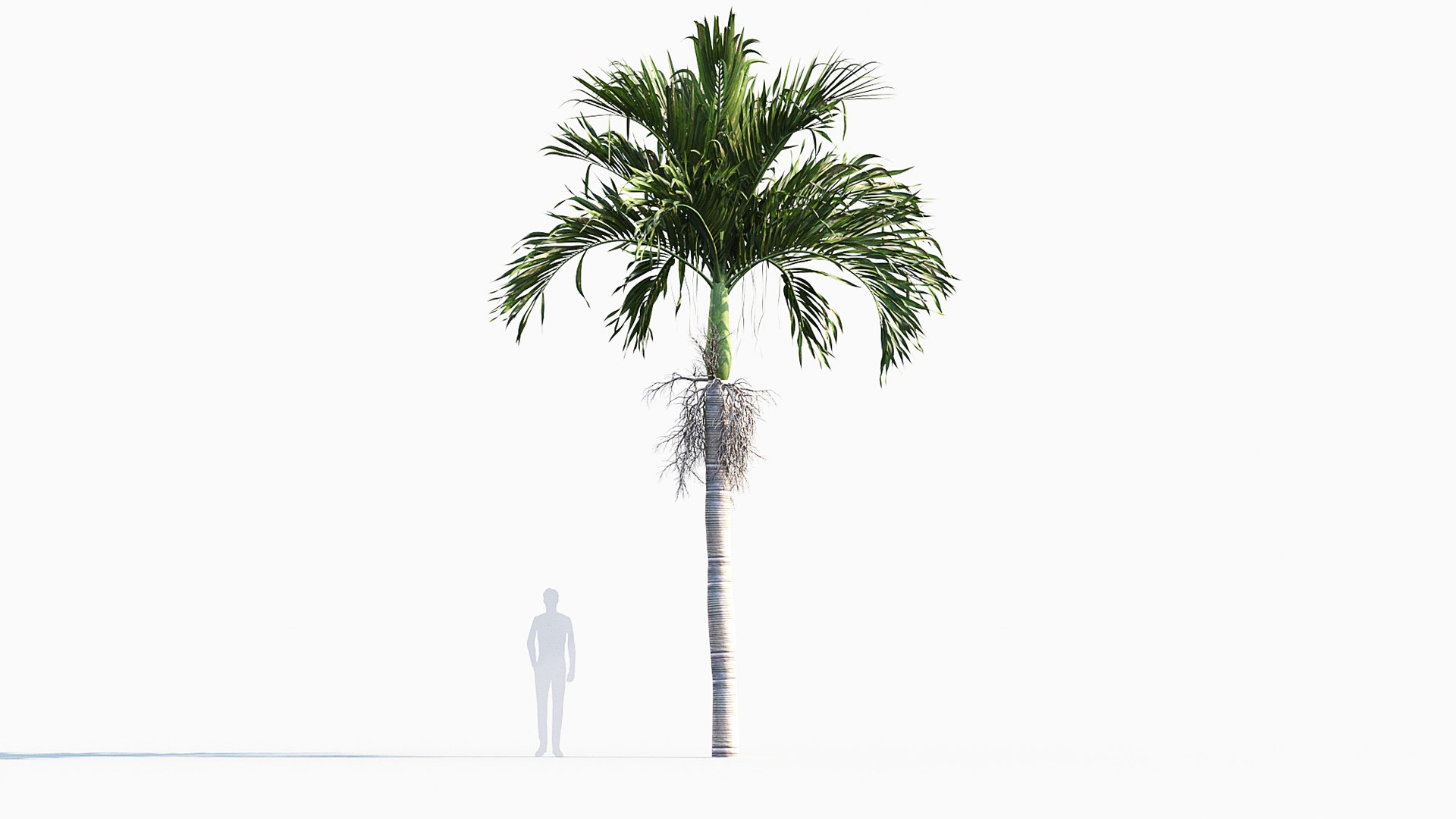 Adonidia merrillii - Manila palm 3D model 3D model https://p.turbosquid.com/ts-thumb/ka/2RZulC/pH/gd_v01manilapalm_04/jpg/1785236726/1920x1080/fit_q87/e2db0c4380c7d504f8a968e60679a0bae9ed481d/gd_v01manilapalm_04.jpg