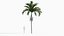 Adonidia merrillii - Manila palm 3D model