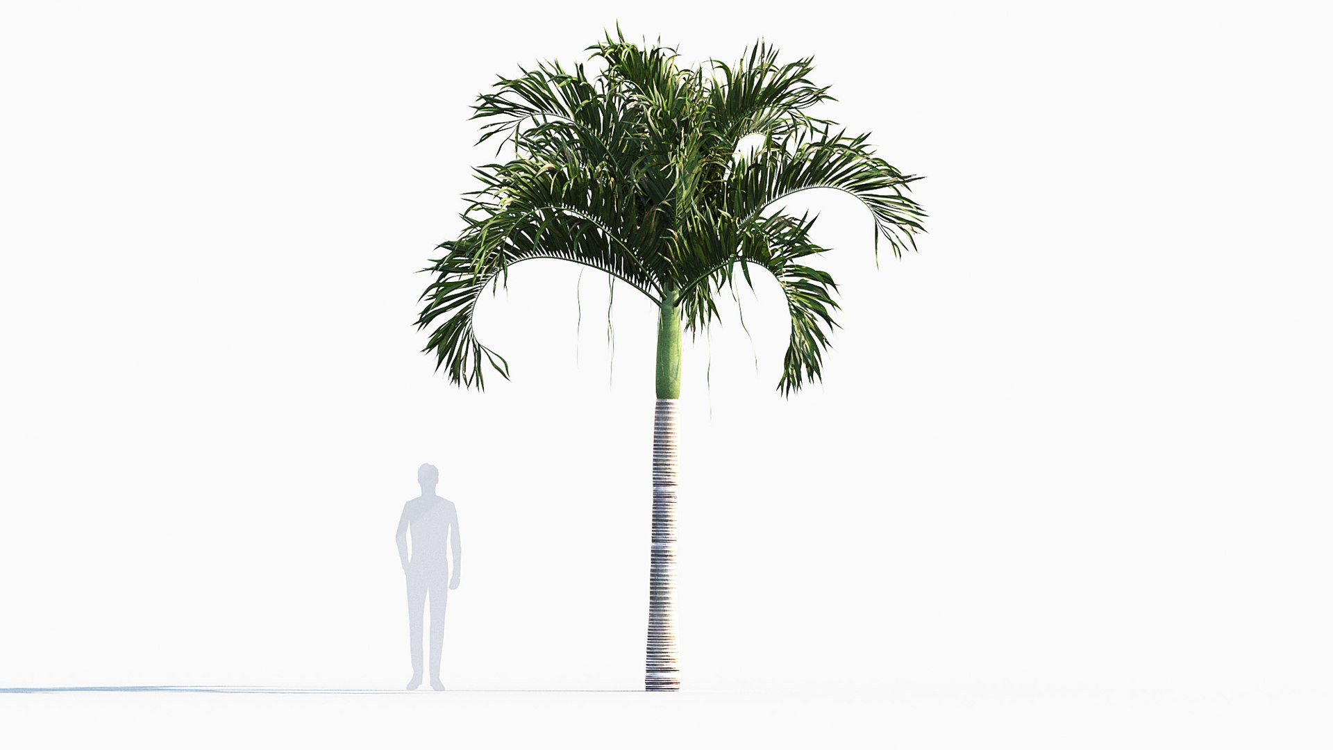 Adonidia merrillii - Manila palm 3D model 3D model https://p.turbosquid.com/ts-thumb/ka/2RZulC/rF/gd_v01manilapalm_02/jpg/1785236723/1920x1080/fit_q87/ae2c0addac0c1d758159d90c0bdedb7ded7f0814/gd_v01manilapalm_02.jpg