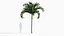 Adonidia merrillii - Manila palm 3D model