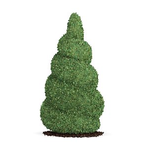 spiral boxwood plant buxus max free
