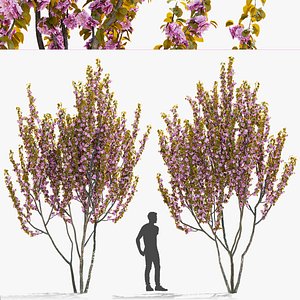 3D Prunus sertulata Kanzan multistem