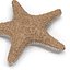 Colección de estrellas de mar 2