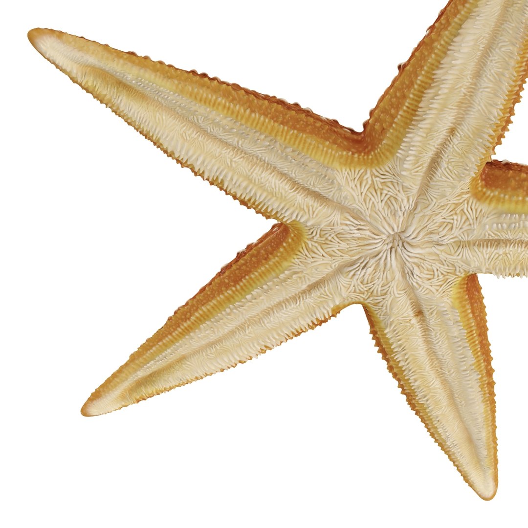 starfishes 2 3D model https://p.turbosquid.com/ts-thumb/ka/I6uJHD/7AJcUXzw/starfishescollection3dmodels21/jpg/1491336481/1920x1080/fit_q87/11a3db7f095eddf8865ce4d6a6101c18fd464d6b/starfishescollection3dmodels21.jpg