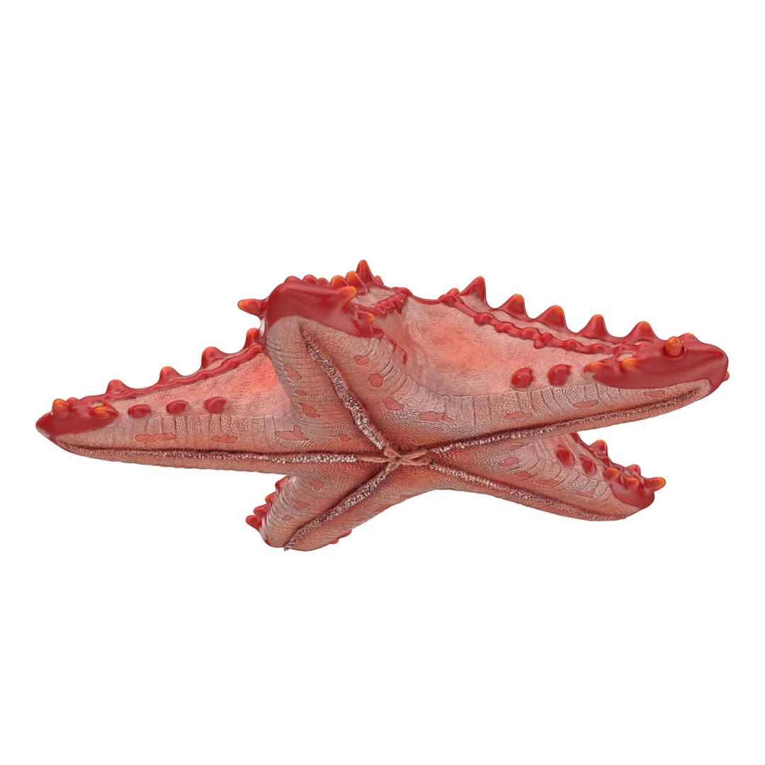 starfishes 2 3D model https://p.turbosquid.com/ts-thumb/ka/I6uJHD/7MZbMvWB/starfishescollection3dmodels09/jpg/1491336480/1920x1080/fit_q87/3f039b83fc94be533f106c6a3cda423b14453f7c/starfishescollection3dmodels09.jpg