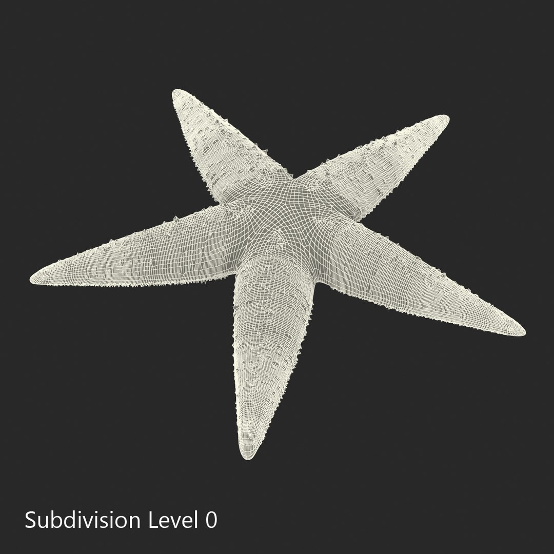 starfishes 2 3D model https://p.turbosquid.com/ts-thumb/ka/I6uJHD/7XGhksad/starfishescollection3dmodels28/jpg/1491336481/1920x1080/fit_q87/8ab03d530a0e7214cf7cb2fbc7ea3eb3f6fb4bf1/starfishescollection3dmodels28.jpg
