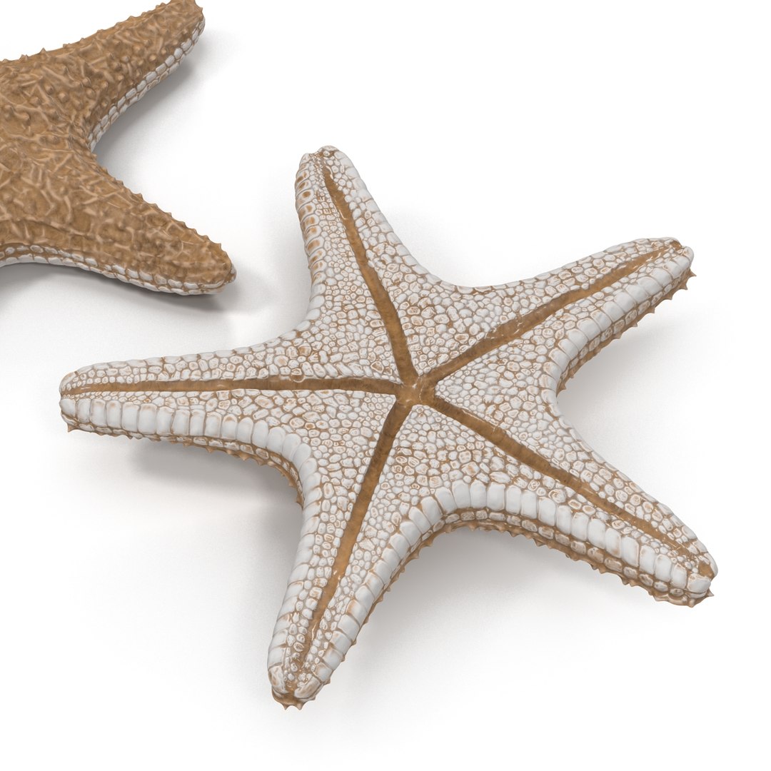 starfishes 2 3D model https://p.turbosquid.com/ts-thumb/ka/I6uJHD/8KF9MBNS/starfishescollection3dmodels16/jpg/1491336480/1920x1080/fit_q87/8b122b1204c56c3998c0ff22f82f658649eff6bb/starfishescollection3dmodels16.jpg