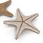 Colección de estrellas de mar 2