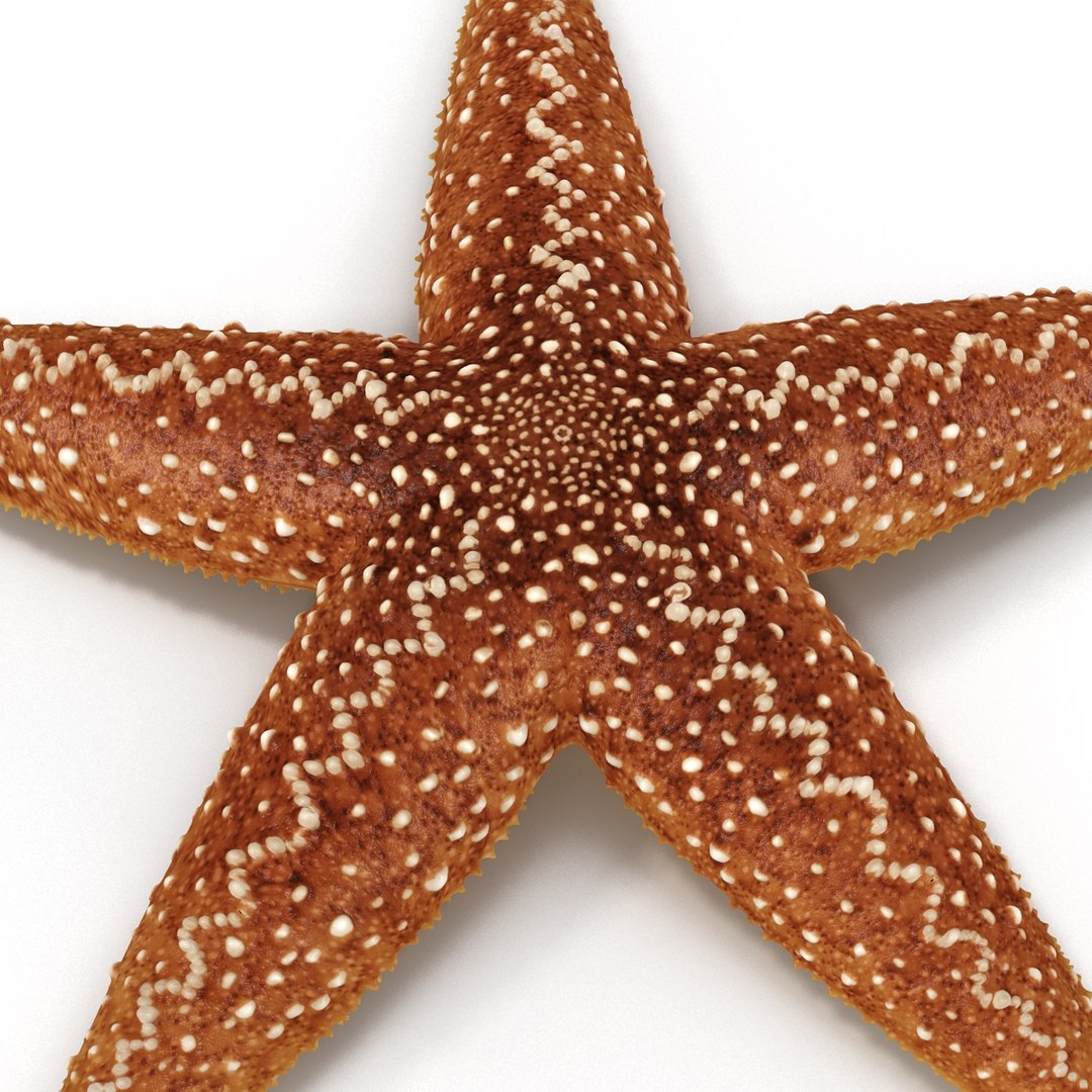 starfishes 2 3D model https://p.turbosquid.com/ts-thumb/ka/I6uJHD/8l9xkfYo/starfishescollection3dmodels22/jpg/1491336481/1920x1080/fit_q87/adb04eb2339a70a86c3dd320b547410a35aaef84/starfishescollection3dmodels22.jpg