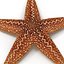 Colección de estrellas de mar 2