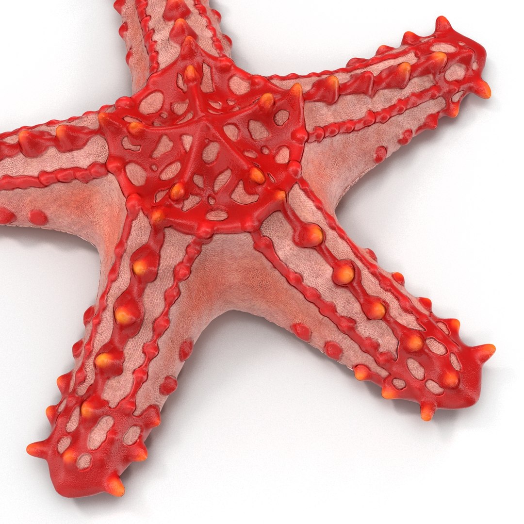 starfishes 2 3D model https://p.turbosquid.com/ts-thumb/ka/I6uJHD/IXpXdWl9/starfishescollection3dmodels12/jpg/1491336480/1920x1080/fit_q87/14aa33a3546d1de456e1d9add37c6c30b0282ce7/starfishescollection3dmodels12.jpg