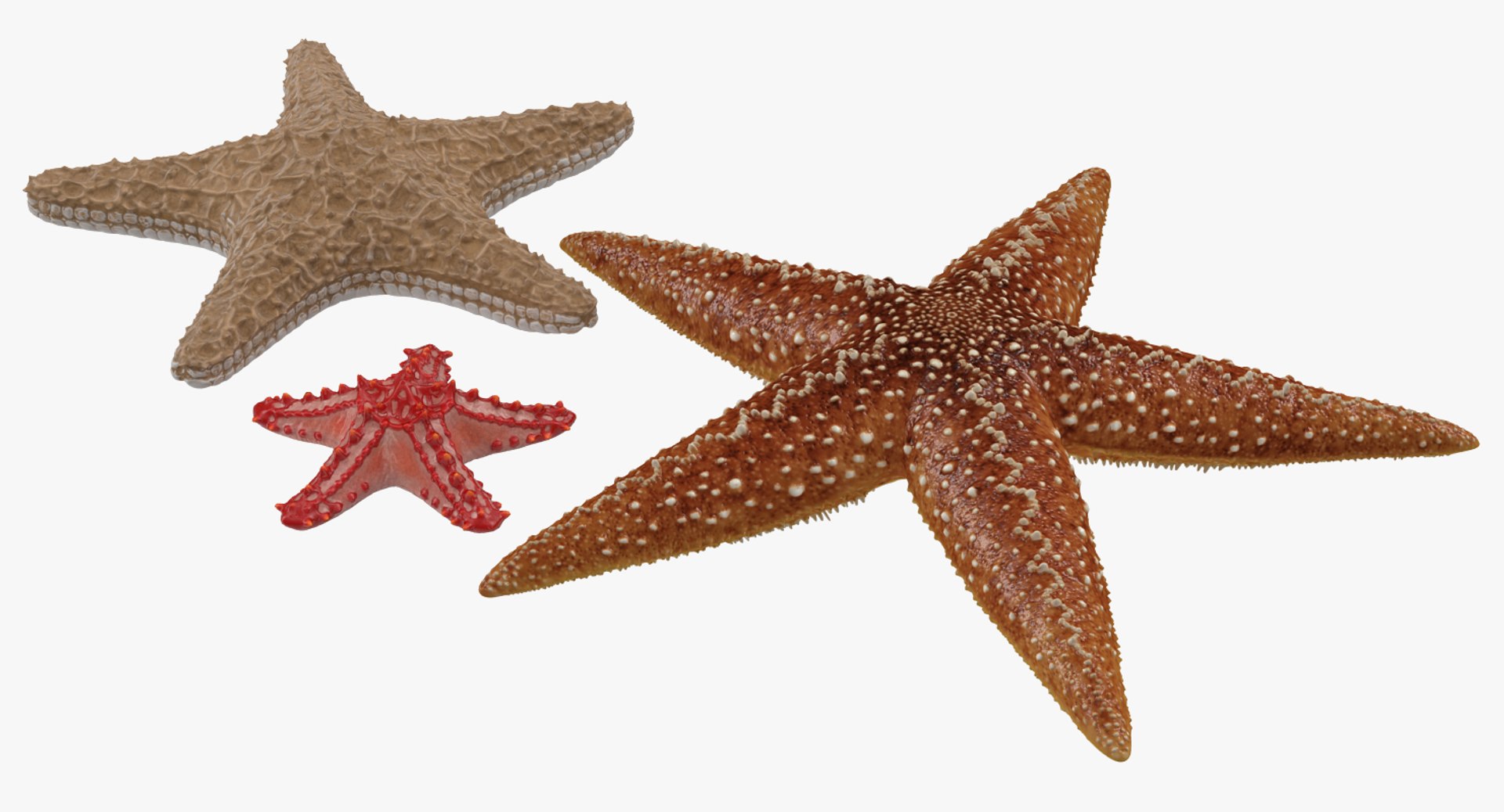 starfishes 2 3D model https://p.turbosquid.com/ts-thumb/ka/I6uJHD/KPh36ysb/starfishescollection3dmodels02/jpg/1491336480/1920x1080/fit_q87/704f655cb0d81f9f89ea5c79f9e3c6806a8457b5/starfishescollection3dmodels02.jpg