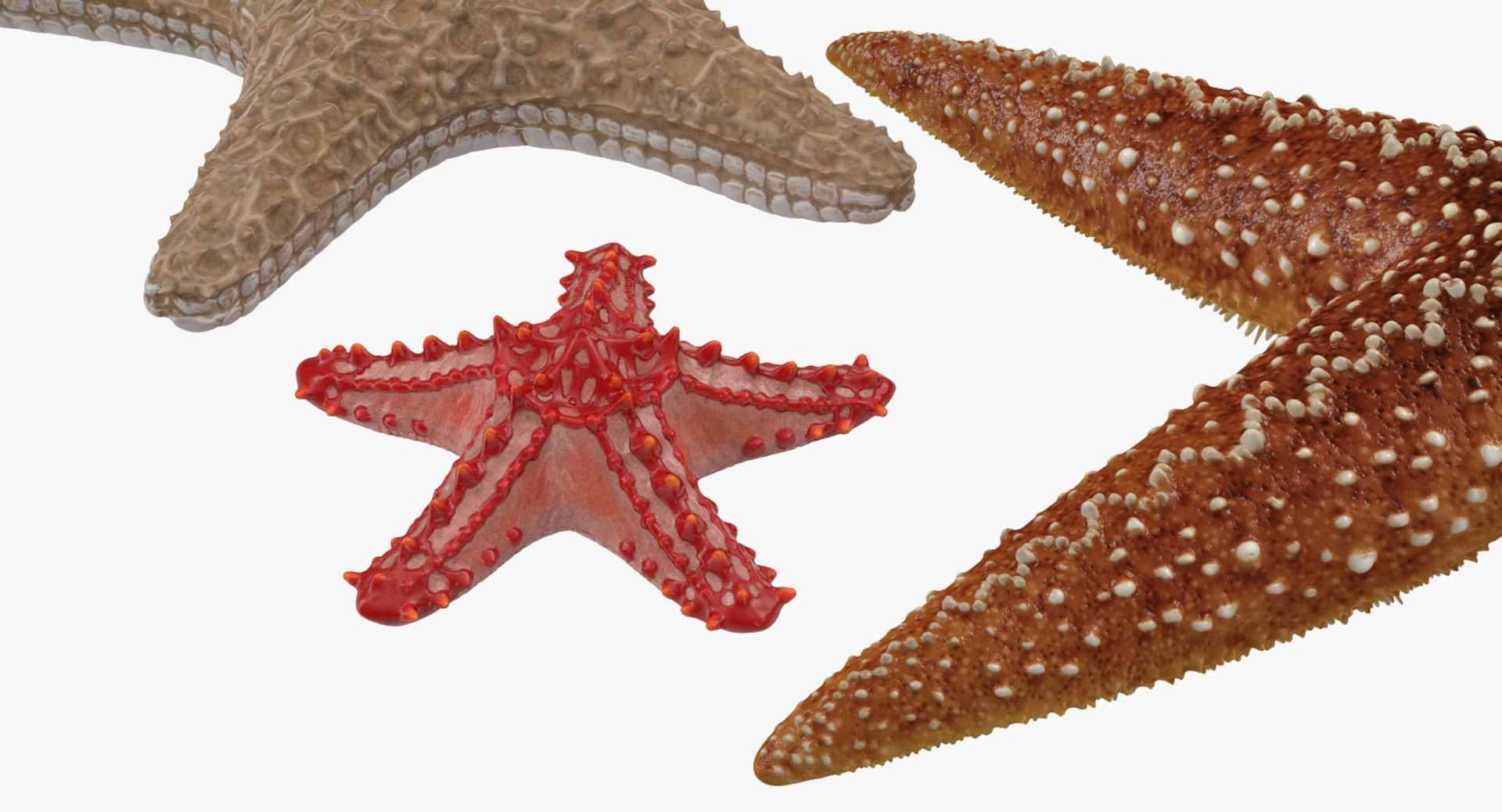 starfishes 2 3D model https://p.turbosquid.com/ts-thumb/ka/I6uJHD/NF1rJi3R/starfishescollection3dmodels04/jpg/1491336480/1920x1080/fit_q87/3cbf4a198a41852035ffd5a35a0e9de5166ac513/starfishescollection3dmodels04.jpg