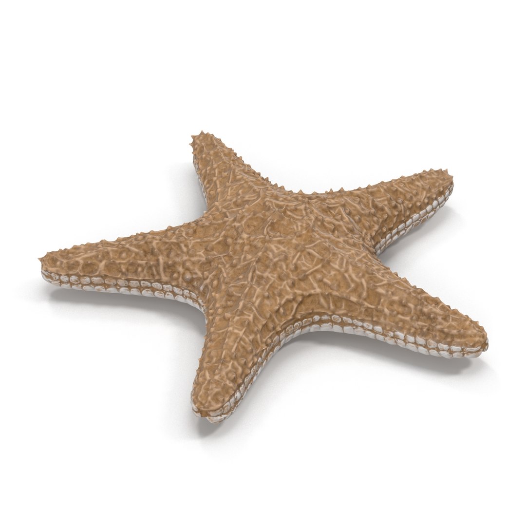 starfishes 2 3D model https://p.turbosquid.com/ts-thumb/ka/I6uJHD/WEyesdxX/starfishescollection3dmodels14/jpg/1491336480/1920x1080/fit_q87/c4b76c9b246335e1bab399e55a2f024f1bcc49a4/starfishescollection3dmodels14.jpg