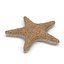 Colección de estrellas de mar 2