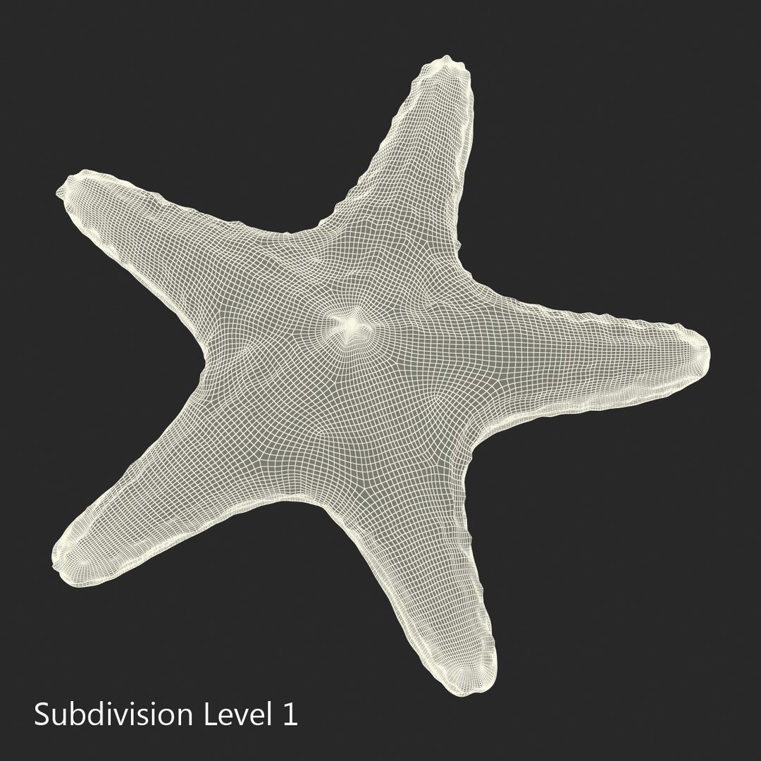 starfishes 2 3D model https://p.turbosquid.com/ts-thumb/ka/I6uJHD/WU4tTuoM/starfishescollection3dmodels27/jpg/1491336481/1920x1080/fit_q87/bf4f6719c51d85ece2a89e9961bcac61d7954a05/starfishescollection3dmodels27.jpg