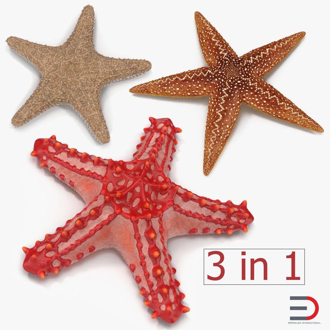 Starfishes Collection 2 3D model preview