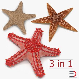 starfishes 2 3D model