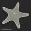 Colección de estrellas de mar 2