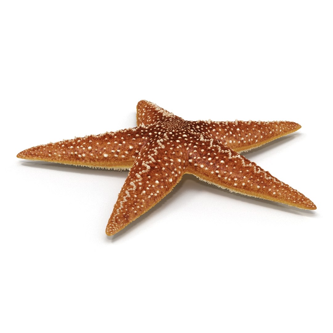 starfishes 2 3D model https://p.turbosquid.com/ts-thumb/ka/I6uJHD/jp2HbzMz/starfishescollection3dmodels19/jpg/1491336480/1920x1080/fit_q87/68557393d2b814581c39ac43470ea22d89b2f3fa/starfishescollection3dmodels19.jpg