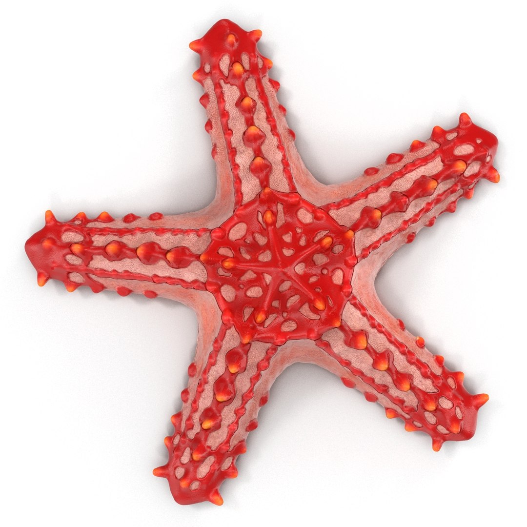 starfishes 2 3D model https://p.turbosquid.com/ts-thumb/ka/I6uJHD/jqKTyW7S/starfishescollection3dmodels07/jpg/1491336480/1920x1080/fit_q87/3f42188021e732eb36e3e2c3cfdd6a7b3184514e/starfishescollection3dmodels07.jpg