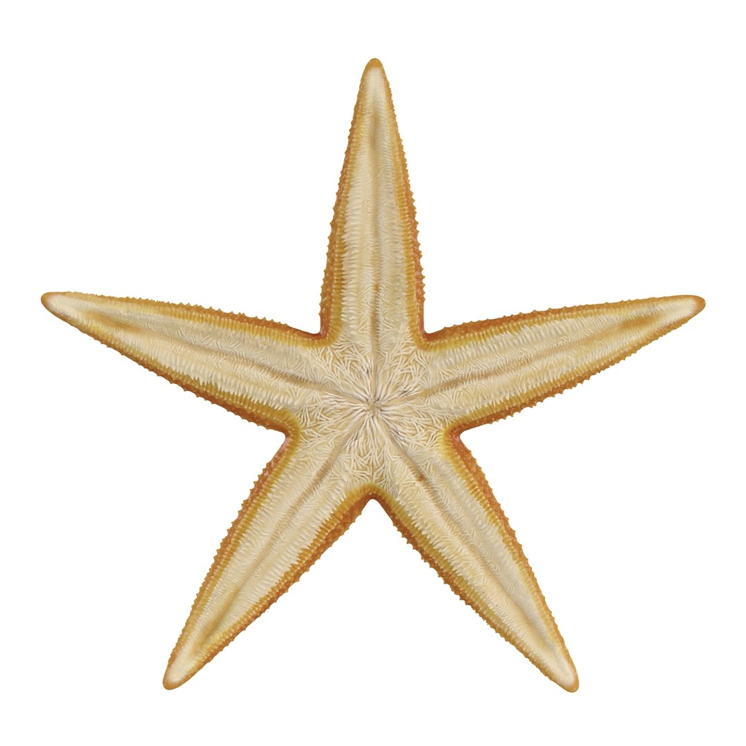 starfishes 2 3D model https://p.turbosquid.com/ts-thumb/ka/I6uJHD/kJpXPd1Q/starfishescollection3dmodels20/jpg/1491336481/1920x1080/fit_q87/f2d10e1e0c55564c061e9f52fe40d9e7e3f607a4/starfishescollection3dmodels20.jpg