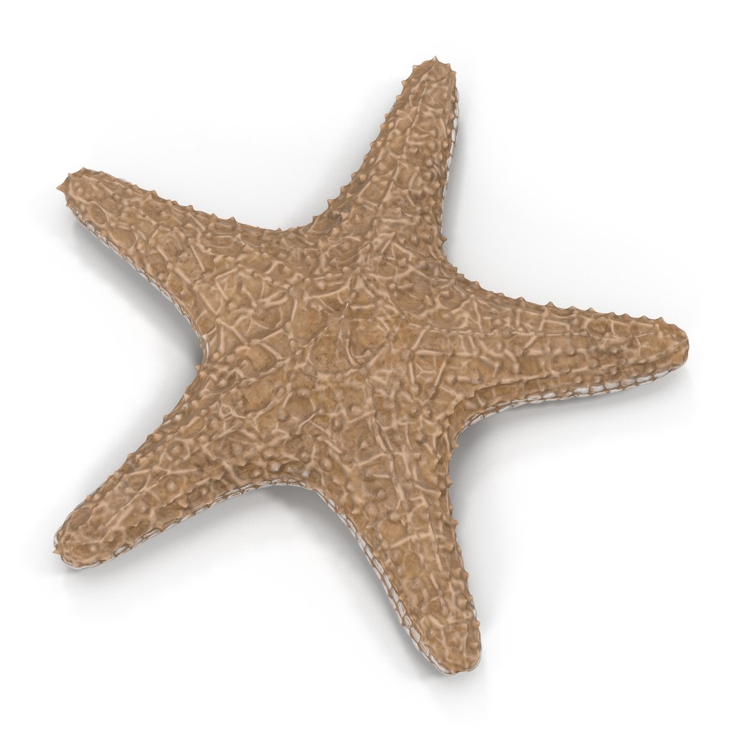 starfishes 2 3D model https://p.turbosquid.com/ts-thumb/ka/I6uJHD/pw0K9P70/starfishescollection3dmodels13/jpg/1491336480/1920x1080/fit_q87/536d8ad2349238f8f9c0f674a0c78a4a04948f74/starfishescollection3dmodels13.jpg