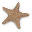 Colección de estrellas de mar 2