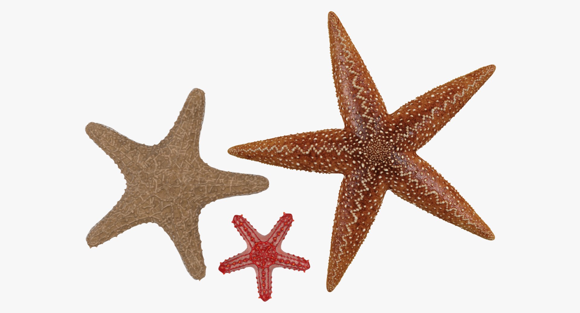 starfishes 2 3D model https://p.turbosquid.com/ts-thumb/ka/I6uJHD/q7Tt8hd1/starfishescollection3dmodels01/jpg/1491336480/1920x1080/fit_q87/dfc582e4adf5cad82964506adea84383676921e8/starfishescollection3dmodels01.jpg