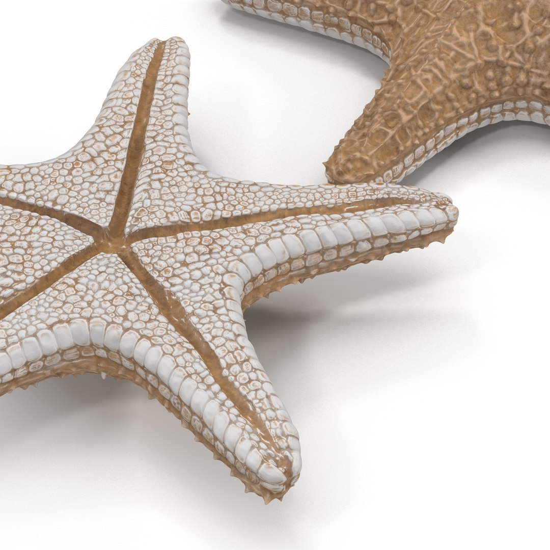 starfishes 2 3D model https://p.turbosquid.com/ts-thumb/ka/I6uJHD/rtWib0f5/starfishescollection3dmodels17/jpg/1491336480/1920x1080/fit_q87/7301943f6e7e033732d0574bb4985e7928ff80a4/starfishescollection3dmodels17.jpg