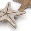Colección de estrellas de mar 2