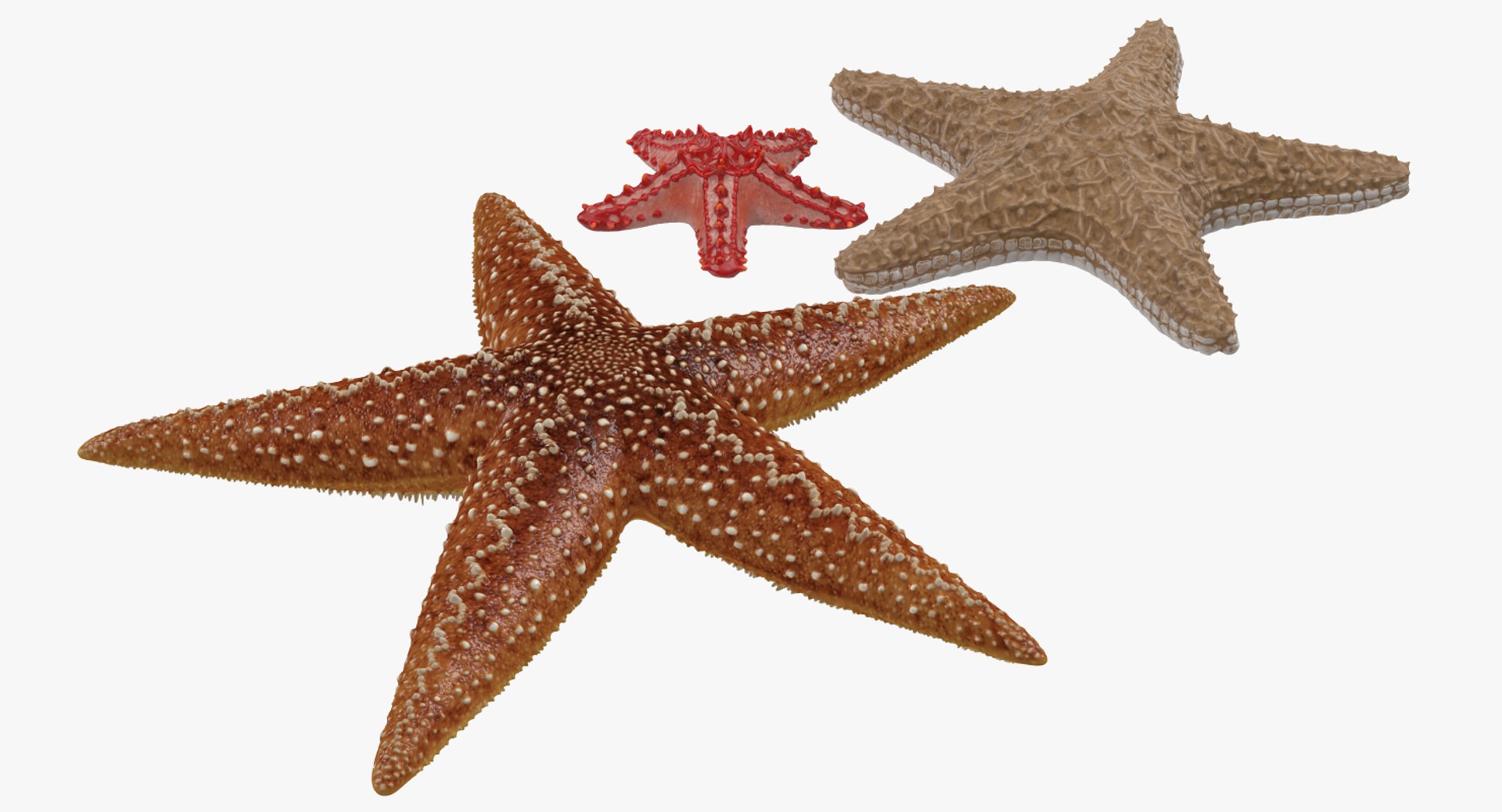 starfishes 2 3D model https://p.turbosquid.com/ts-thumb/ka/I6uJHD/wIQ17Zdz/starfishescollection3dmodels03/jpg/1491336480/1920x1080/fit_q87/0b7cc4edf2bf29228ff8a35beb10ecef03d30cc4/starfishescollection3dmodels03.jpg